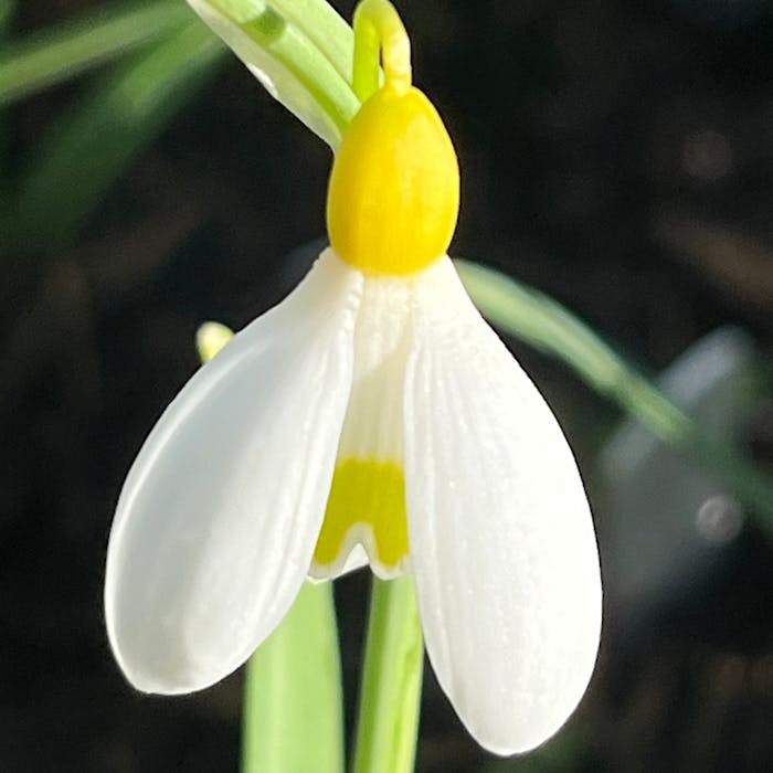 Yellow snowdrops - worth their weight in gold?