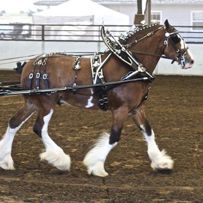 The Clydesdale horse