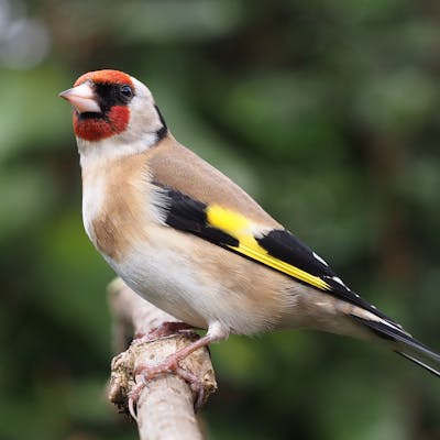 The goldfinch - one of our most striking garden birds
