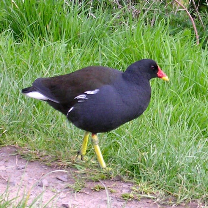 The Moorhen - happy in your local pond