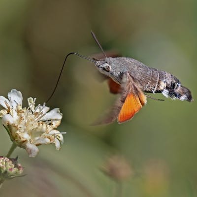 Hummingbird hawk-moth - Britain's frenetic flier