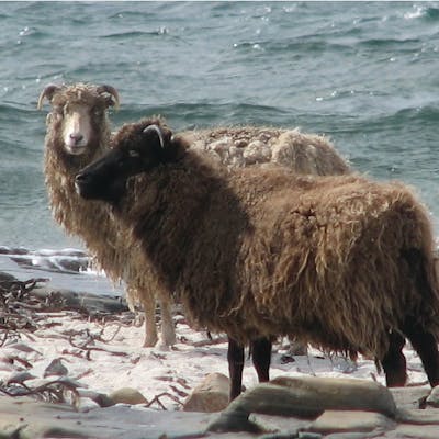 The seaweed-eating sheep of North Ronaldsay