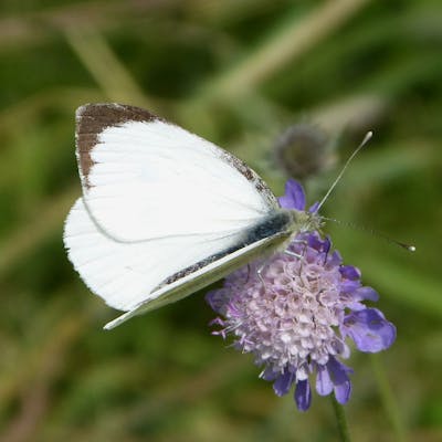 Cabbage White - the unpopular butterfly