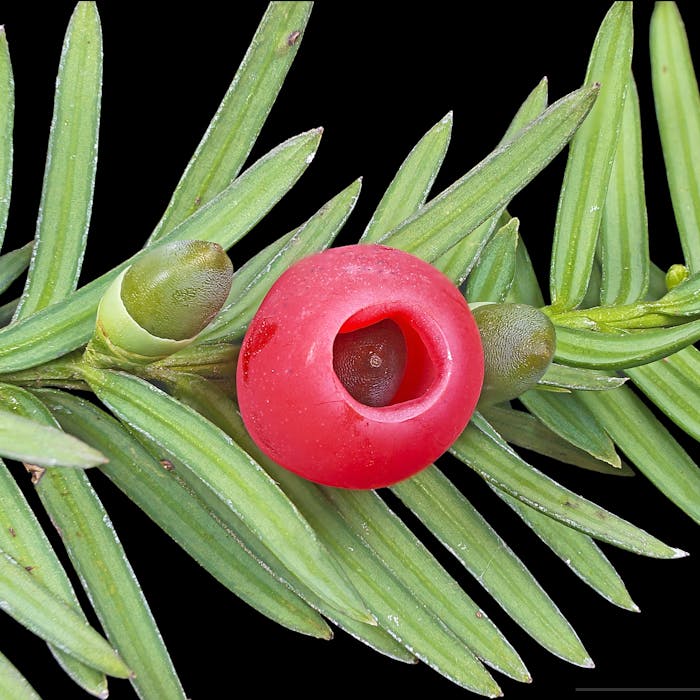 Yew - a useful and venerable tree