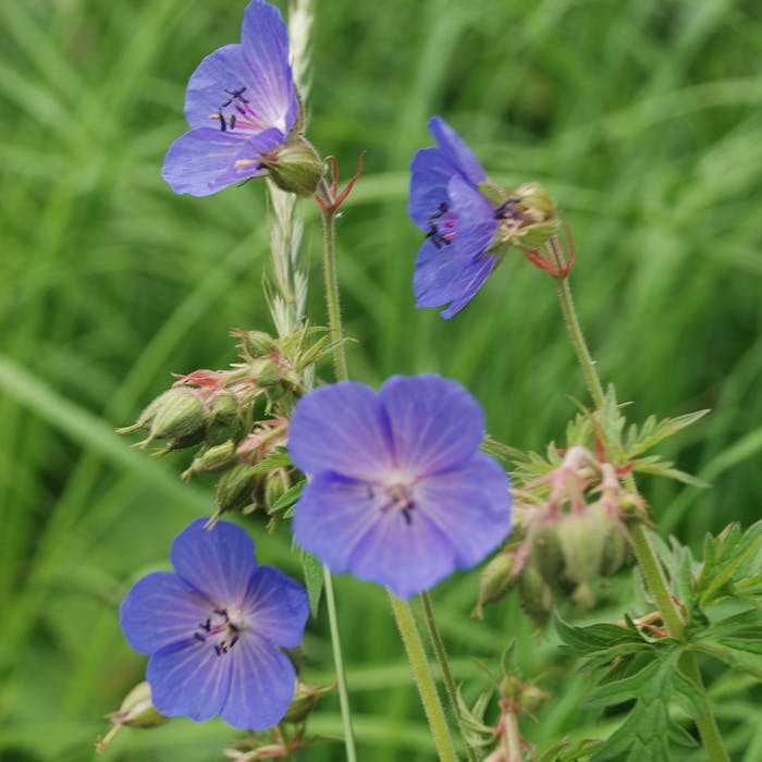 Meadow crane's-bill