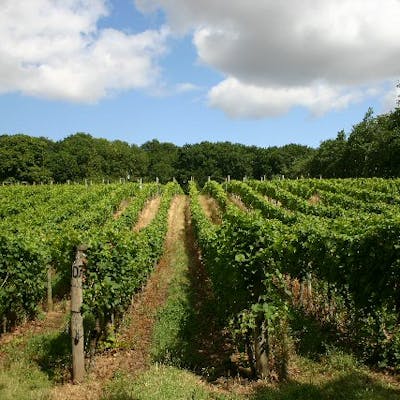 British vineyards - an ancient tradition