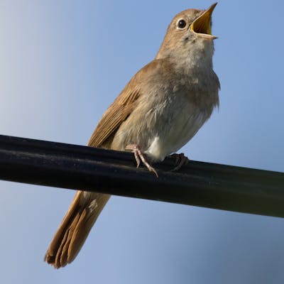 The nightingale - more likely to be heard than seen