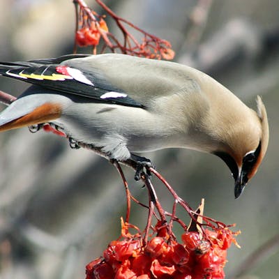 Waxwing - a striking winter visitor