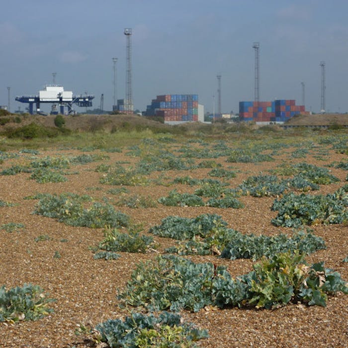 Sea kale