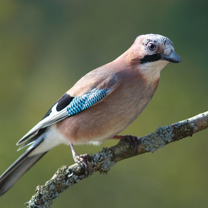 The Jay - Britain's colourful crow