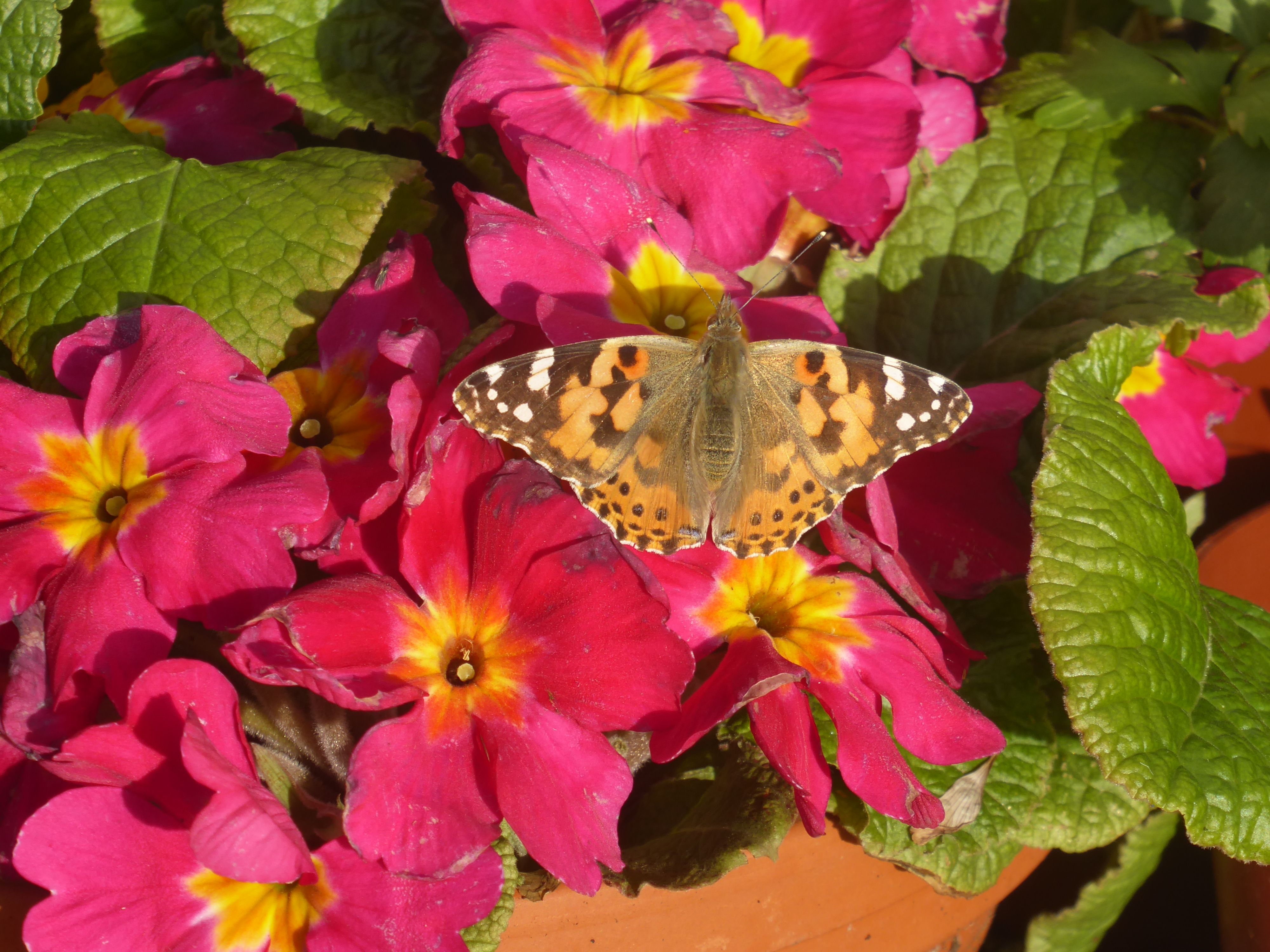 The Painted Lady - a beauty that's been on a long journey