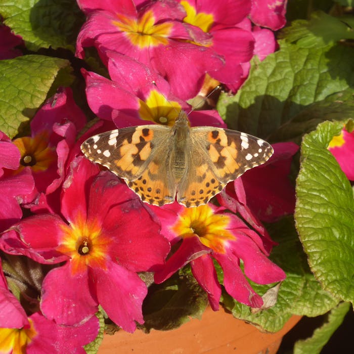 The Painted Lady - a beauty that's been on a long journey