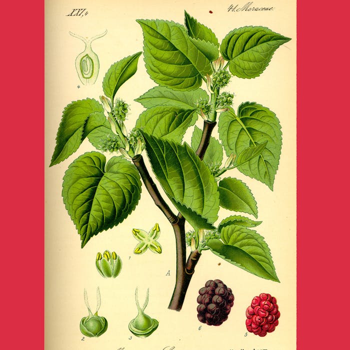 The mulberry tree in Britain
