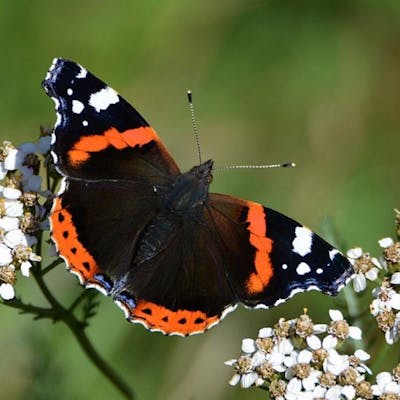 Red Admiral - high flying visitor to Britain