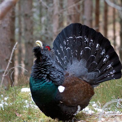 The Capercaillie - an elusive Scottish bird in danger of extinction