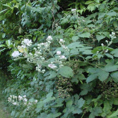 Bramble - the naughty but nice blackberry bush