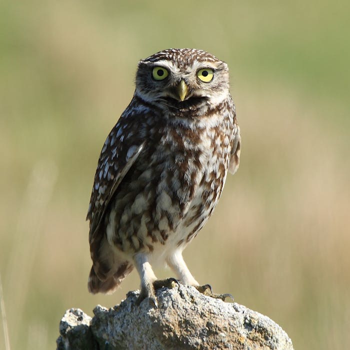 Little Owl - brought to Britain and flourished, but now in danger