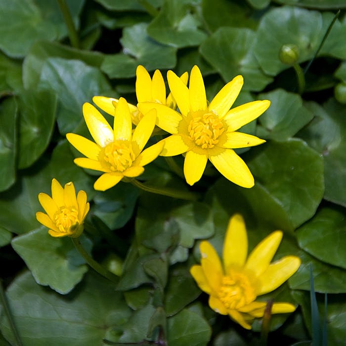 Lesser celandine - brightening spring woodlands and hedgerows