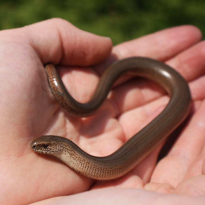 The slow worm - a band of bronze in the garden