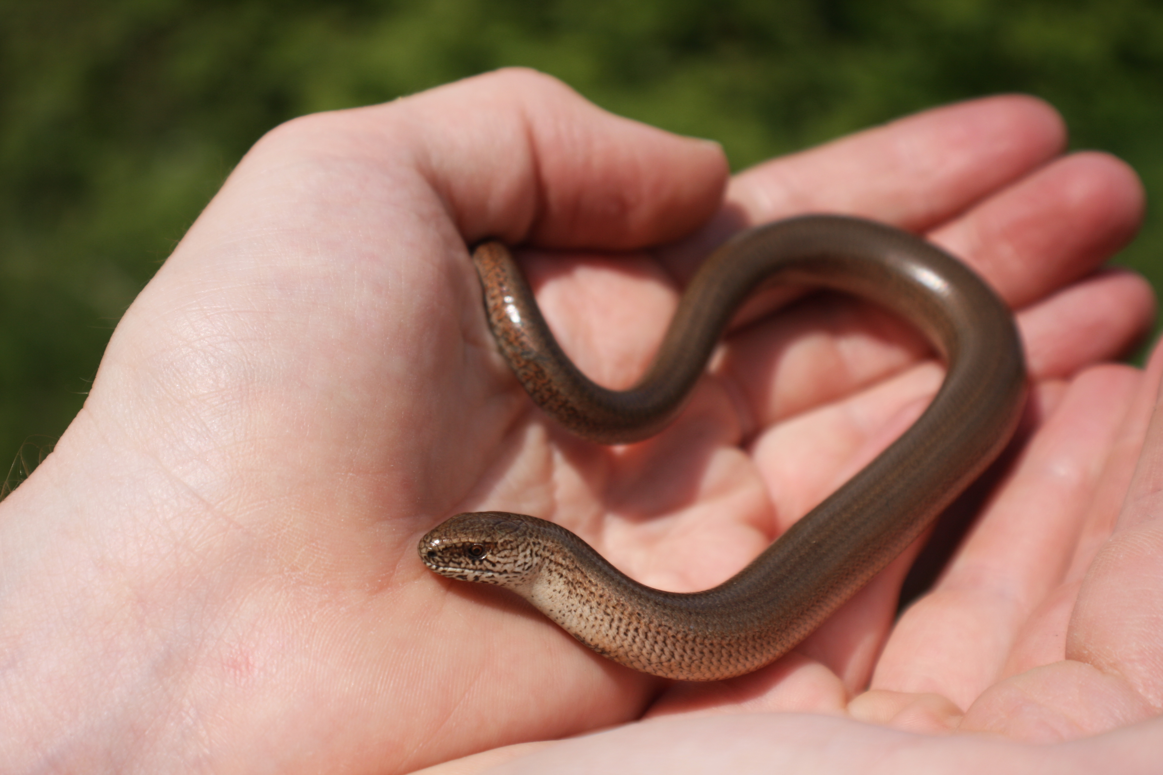 The slow worm a band of bronze in the garden Animal Bite Sized