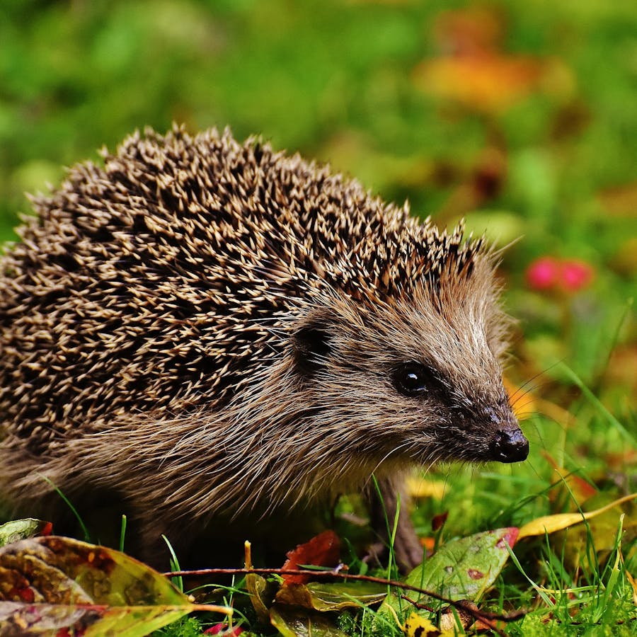 Our much-loved but disappearing hedgehogs - Animal - Bite Sized Britain ...