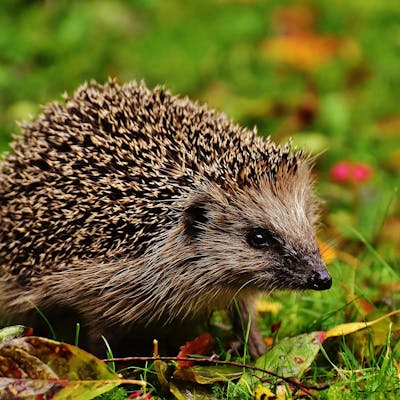 Our much-loved but disappearing hedgehogs