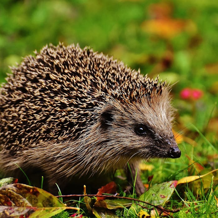 Our much-loved but disappearing hedgehogs