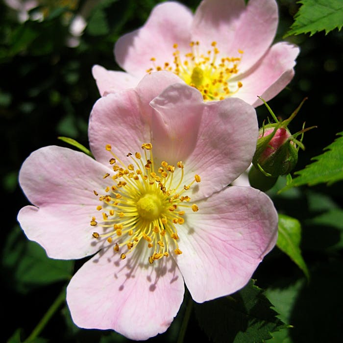 Glory of a summer hedgerow - the dog rose