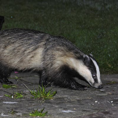 The badger - Britain's largest predator!