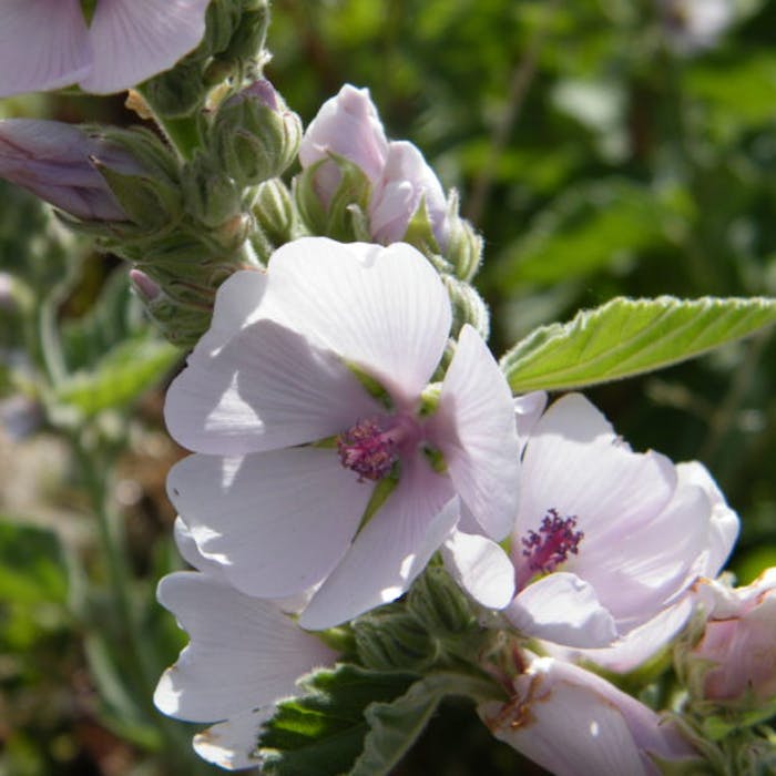 Marsh mallow - good to look at as well as taste