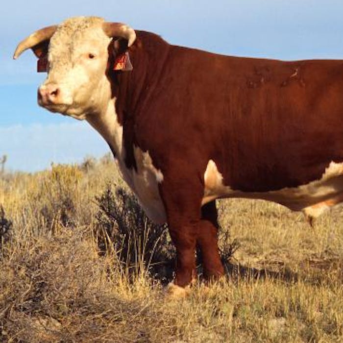 Hereford Cattle