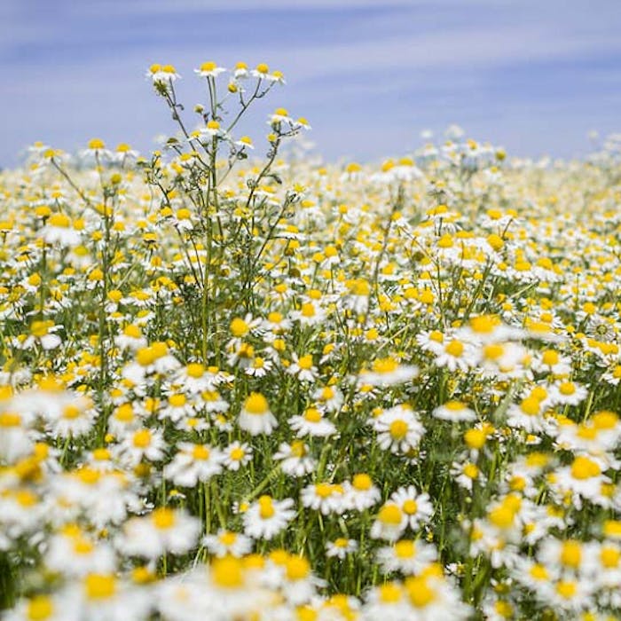 Chamomile - a disappearing wild treasure