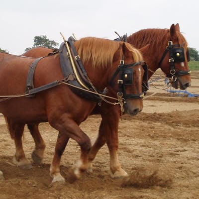 The Suffolk Punch - an admirable working horse