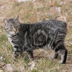 The distinctive Manx Cat - a tale to be told