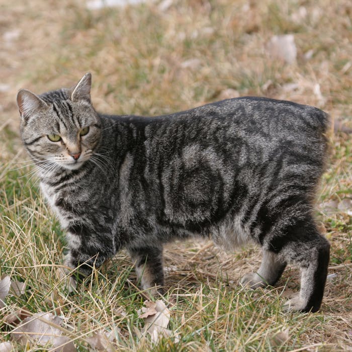 The distinctive Manx Cat - a tale to be told