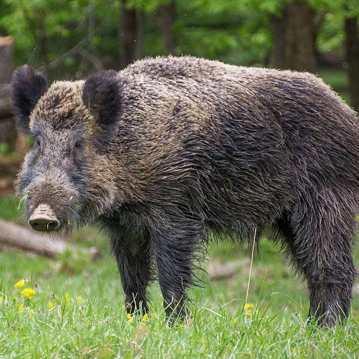 British Boar
