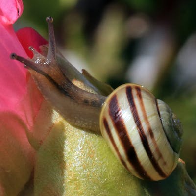 The White-lipped snail - the minty-looking one in the garden