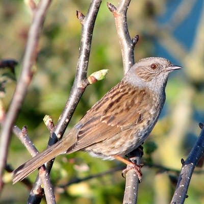 The interesting Dunnock - don't call it a sparrow