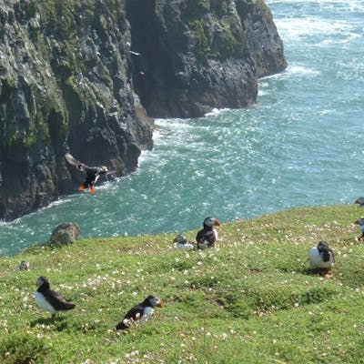 Skomer Island - a beautiful haven for birds and flowers off the Welsh coast
