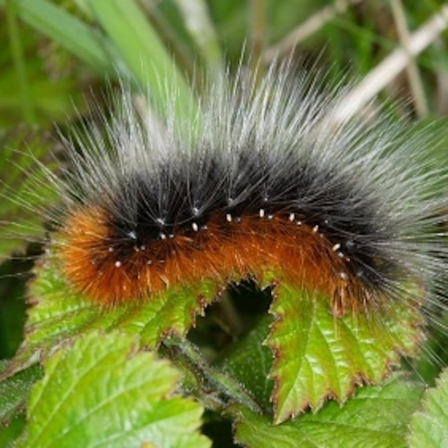 Woolly bear - child of the tiger! - Insect - Bite Sized Britain ...