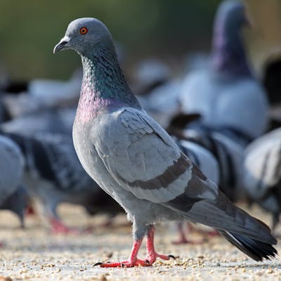 The feral pigeon, a human friend - and foe