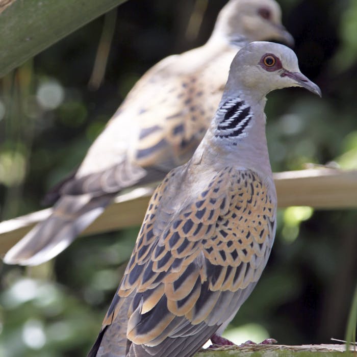 Turtle Dove - a symbol of love that is vanishing from our countryside