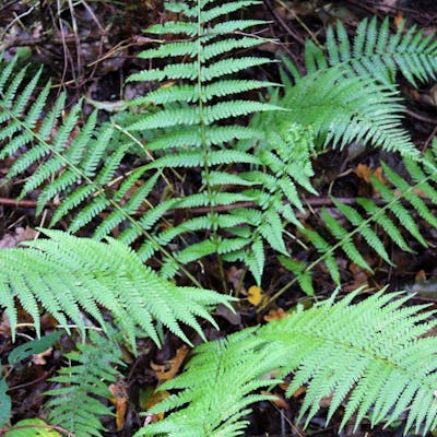 Ferns - ancient and innovative plants which fascinated the Victorians