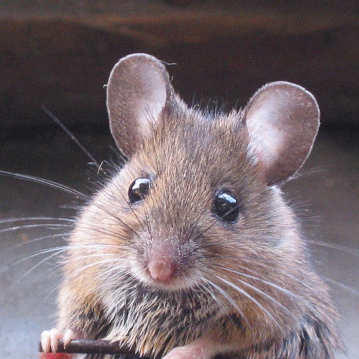 Wood mouse - your cat may find you one