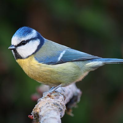 Blue Tit - the birdbox bird