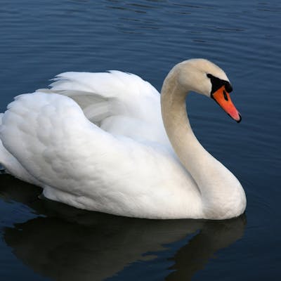 Mute Swan - elegant symbol of love