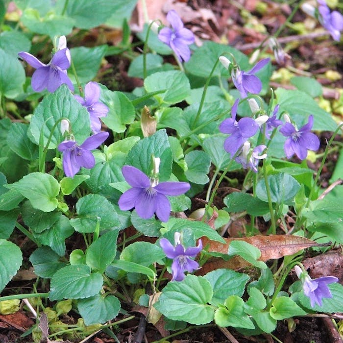 Wild violets, beautiful whether they're scented or not