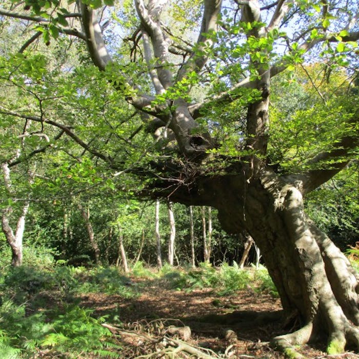 Burnham Beeches - ancient woodland in Buckinghamshire