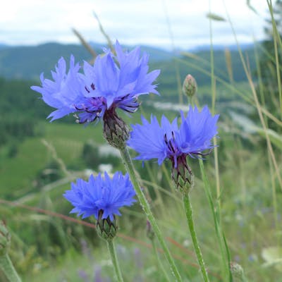 The cornflower - back from the brink
