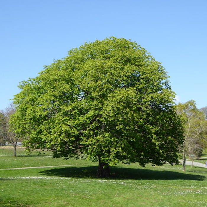 The Horse Chestnut - famed for its shape and its seeds